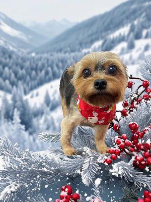 Woof n Meow Grooming Salon