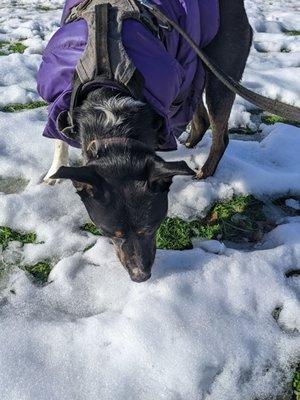 Candlelight Dog Park