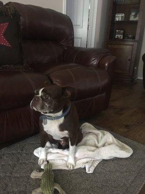 Cleveland Animal Hospital