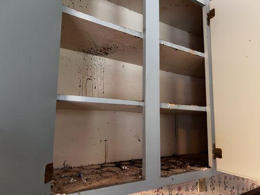 TP Cleaning Services