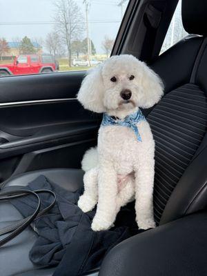 Two Dogs and A Cat Pet Club