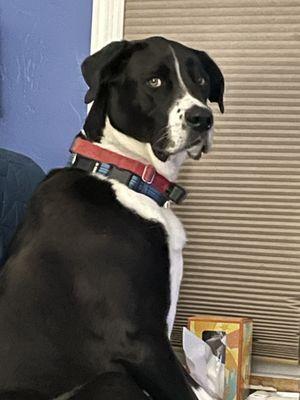 Hometown Animal Hospital