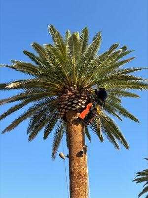 U S Lawns - Las Vegas