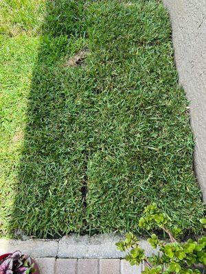 Orlando Outdoors sod