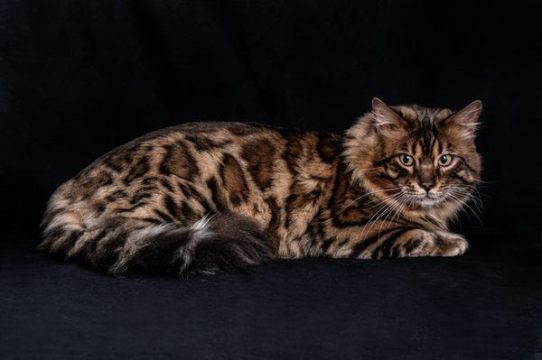 Our amazing longhair stud, Sam.