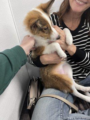 Tessa the Sheltie