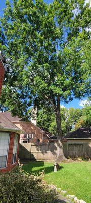 David lopez tree service landscaping