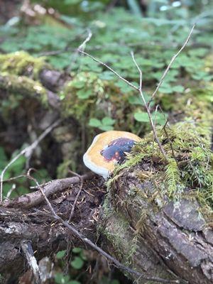 Reade Hill Trailhead