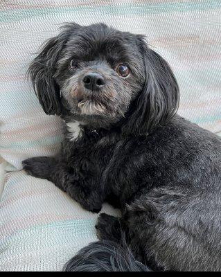 Sachem Animal Hospital