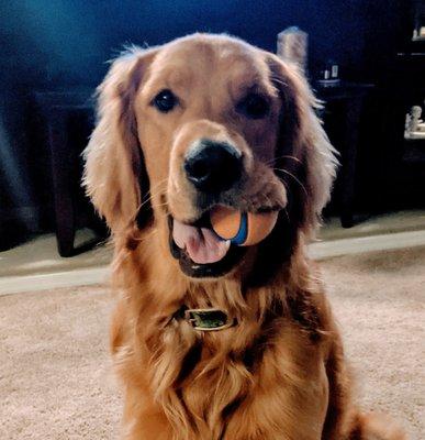 Pawtentials Unlimited