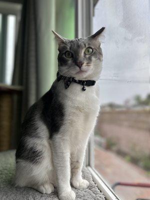 Drako posing for the camera