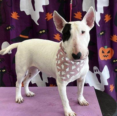 Boujee Bitches Grooming