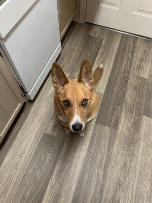 Kate’s Personal Pet Care