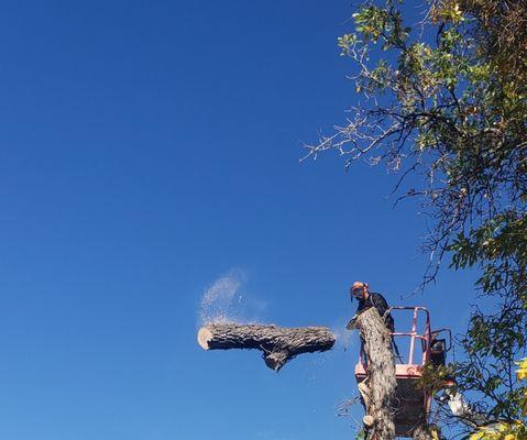 Top Notch Tree Service