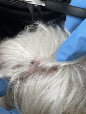 Picture of a tick I found on my dog after the haircut