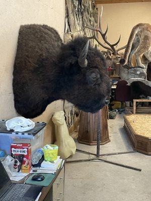 Mountain Creek Taxidermy