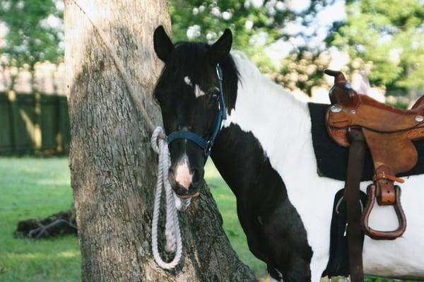 London Tipton - the party pony