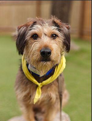 Huckie, our sweet boy! Thank you Trisha for this picture. He loves Sit means Sit! He is very excited to go to classes every week.