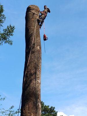 JC tree service