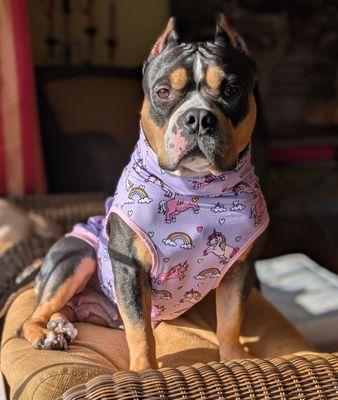 Eleventh Hour Rescue