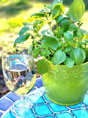 Glass of wine meet my fresh basil. Fresh basil meet my glass of wine. You shall become best friends this summer. I promise!