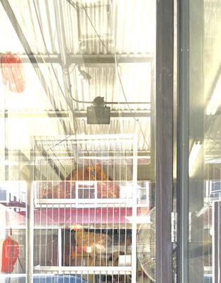 Alive chickens for sale