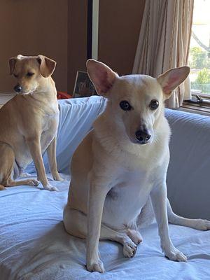 Forever Faithful Pet Cremation & Funeral Care By Value Choice, LLC