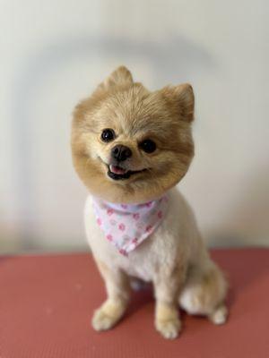 Luchy’s Dog Grooming