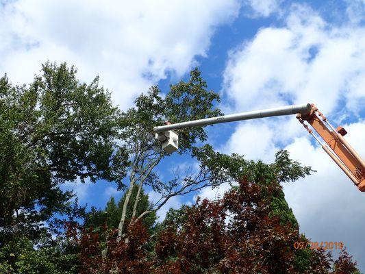 Sharpless Tree Service