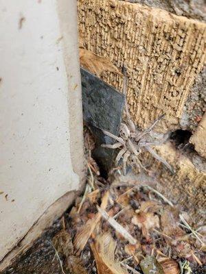 Strike First Pest Management