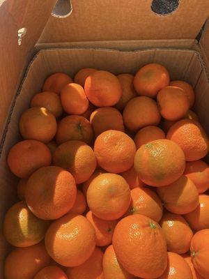 cuties-halos-mandarins