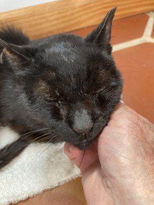 Home Veterinary Services