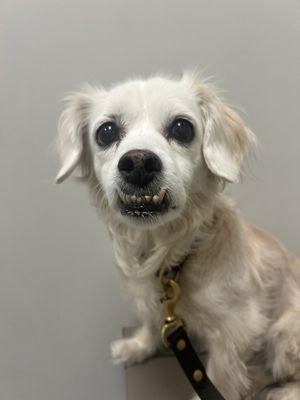 Jewell Animal Hospital