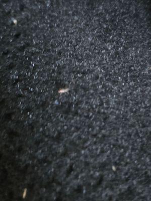 Vacuumed The Car All Over The Back And Front Seats