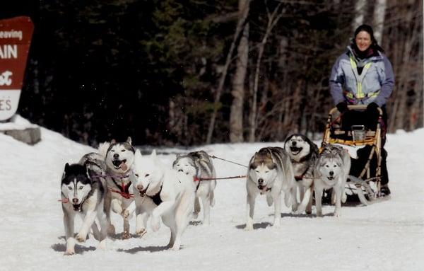 Barking Brook Sled Dog Adventures