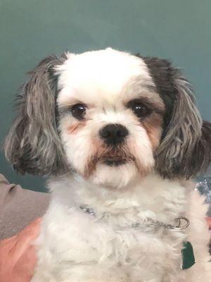 Black Cactus Print House