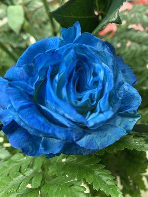 Angel's Secret Flowers