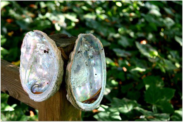 Lucky Mojo Curio Company