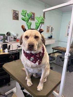 Bavette's Grooming Spa