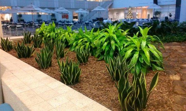 Interior plantscape