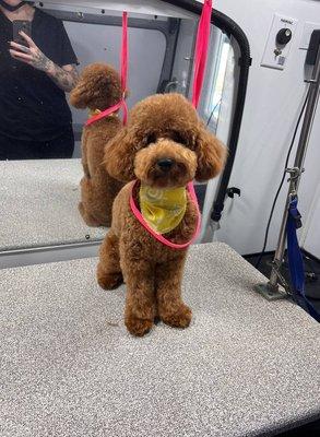 Kontota Grooming of Little Elm