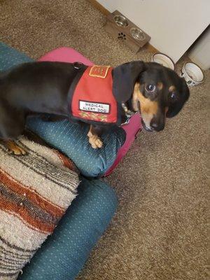 Discovery Dog Training