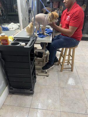 This is a Pomeranian who cuts hair like that Horrible - I am in tears .. -