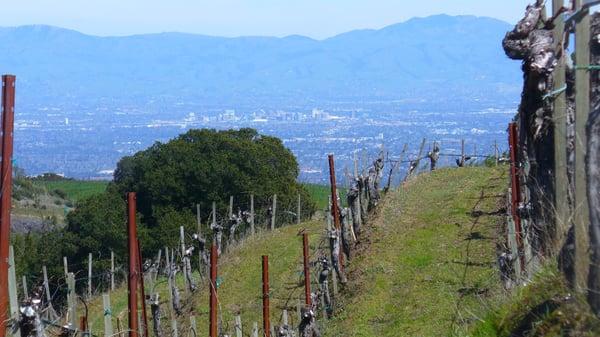 Fellom Ranch Vineyards