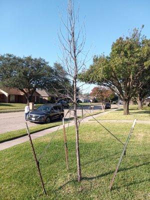 Chambersville Tree Farms Inc