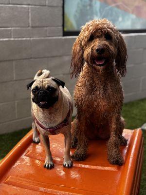 Endless fun during pool day