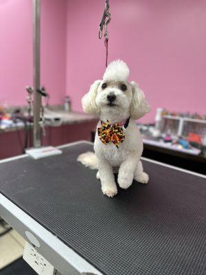 Pet Star Salon