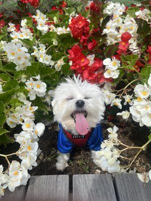 The Boston freedom rally is all smiles every year! We celebrate the freedom to choose plant medicine.