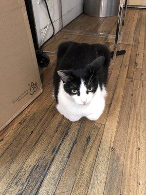 A totally untrained cat after spending thousands of dollars here