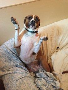 Peters Creek Pet Boarding